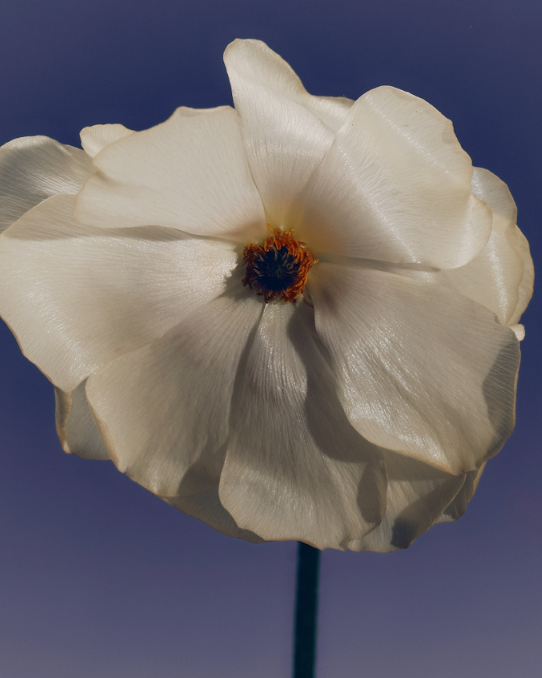 Scent That Shifts You