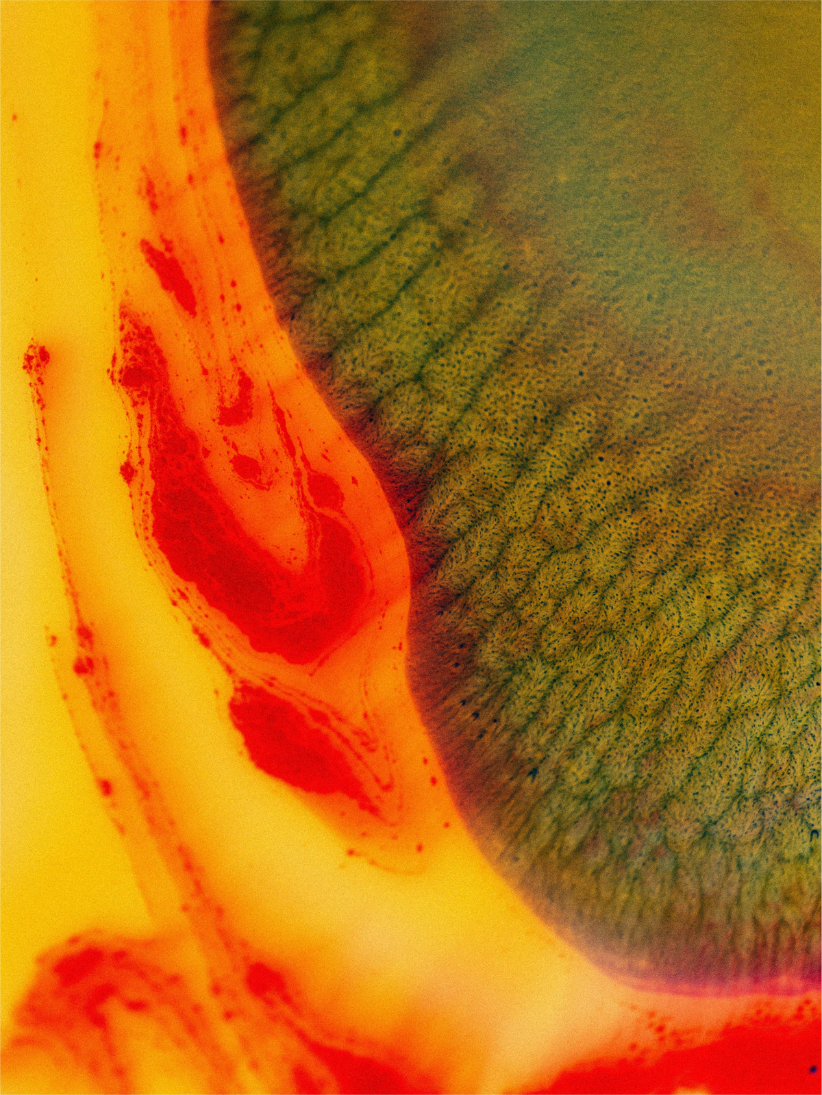 Nature-Led. Science-Backed.